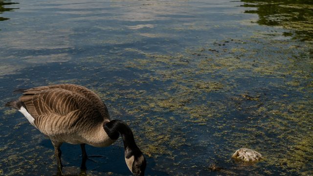 Reflecting Pool Controversy: Vandalism and Wildlife Concerns Amplified