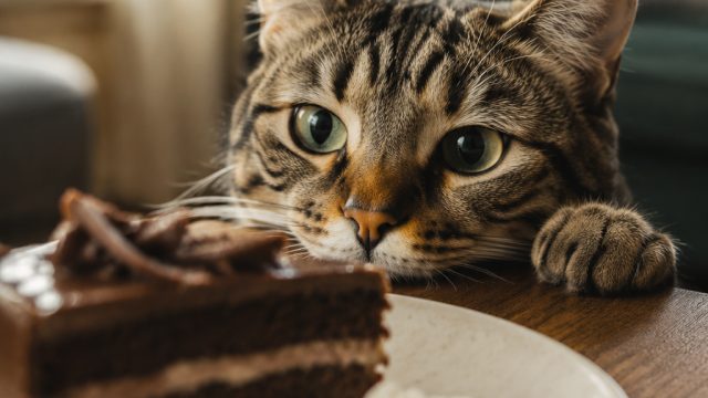 Why Cats Think Your Dessert Is Meant for Them