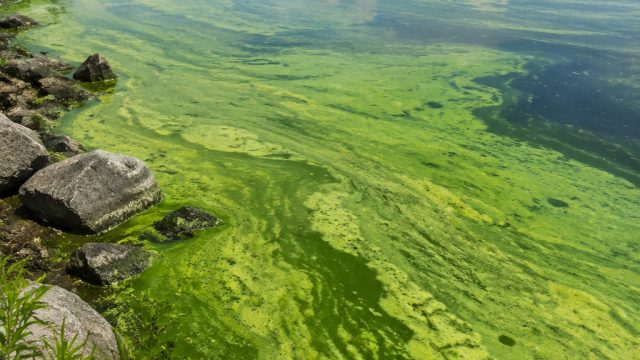 The Expanding Crisis of Algae Blooms in Public Water Bodies
